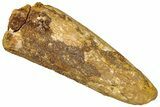 Bargain, Fossil Spinosaurus Tooth - Real Dinosaur Tooth #296568-1